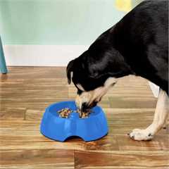 Dogit Anti Gulping Bowl